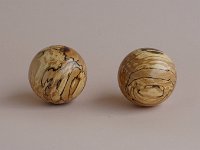 2221 &nbsp; &nbsp; Stockige Buchezwillinge. &nbsp;  &nbsp;  &empty; je 5,5 cm      &nbsp; &nbsp;       zusammen 34 &euro;   &nbsp;    Verkauft &nbsp;
