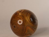 4579 &nbsp;   Essigbaum.  &nbsp;   &nbsp;     &empty;  ca 9 cm    &nbsp;
